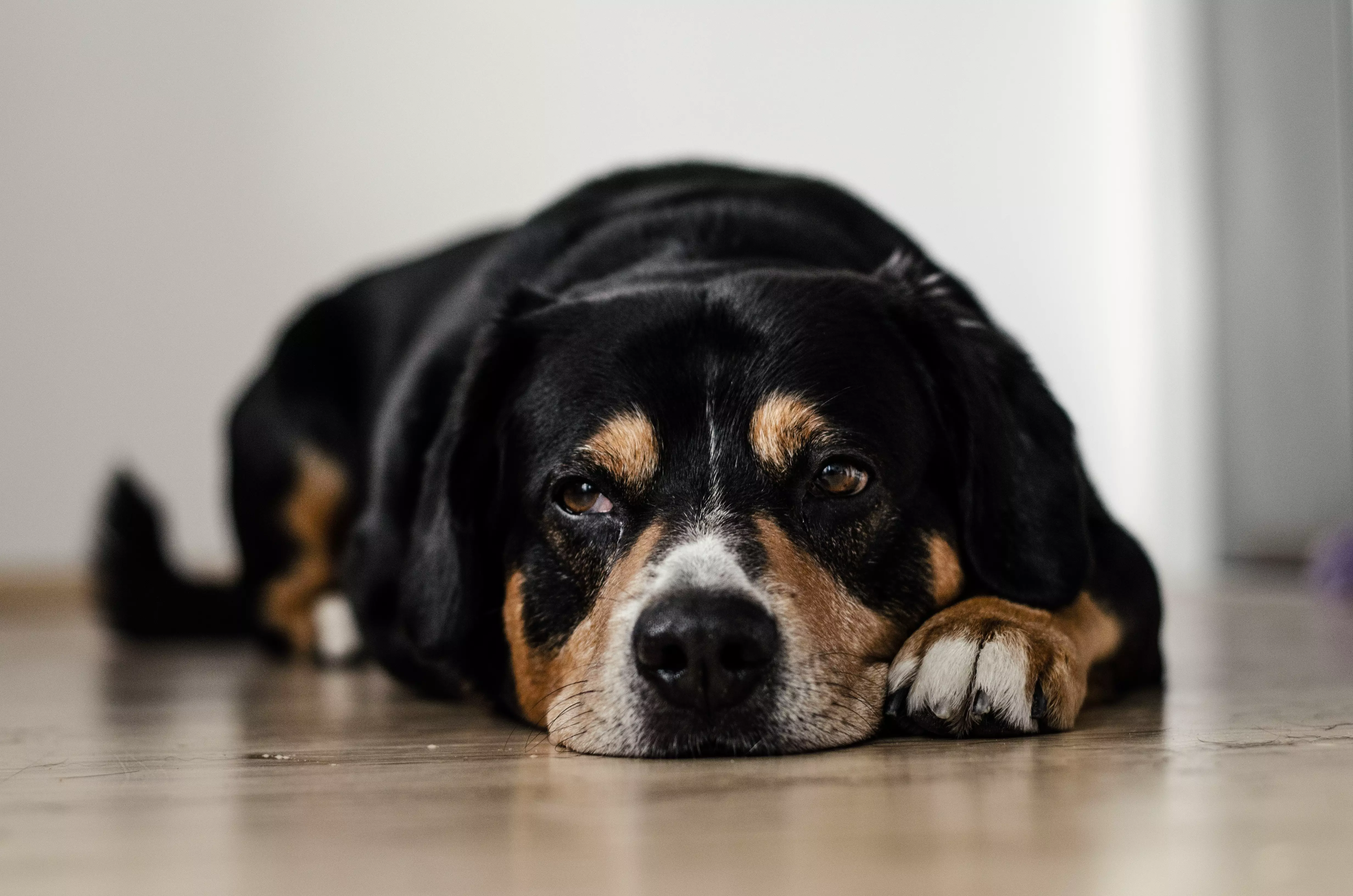 Mon chien a des gaz qui sentent mauvais. Quelles sont les causes et solutions